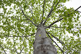 Broad photo of tree branches
