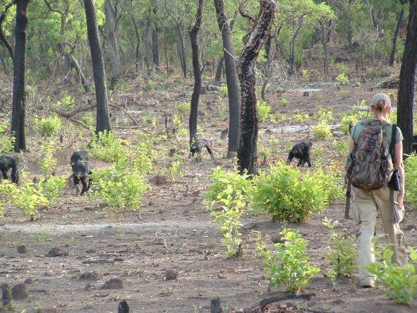Pruetz and chimps