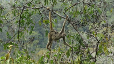Muriqui hanging from tree