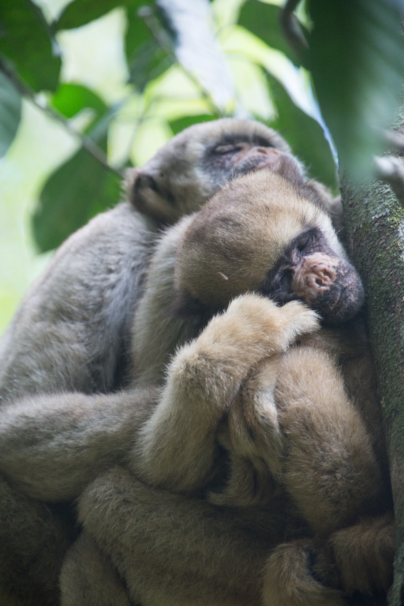 Muriqui cuddling