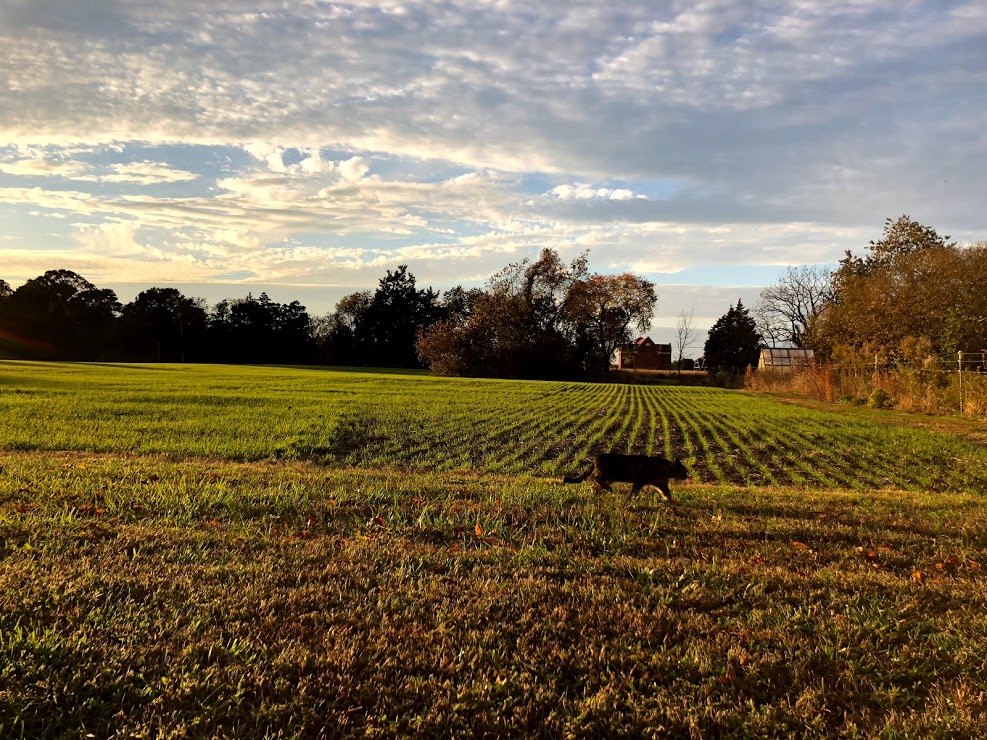 A small black dog walks across a grassy field in the late afternoon, with trees and a partly cloudy sky in the background.