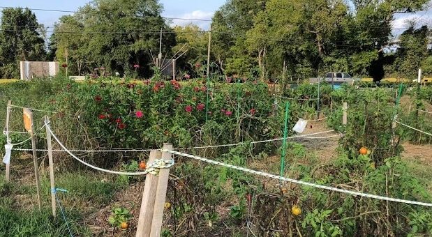A fenced community garden with various plants and flowers, labeled sections, plastic chairs, and surrounding trees under a clear sky.