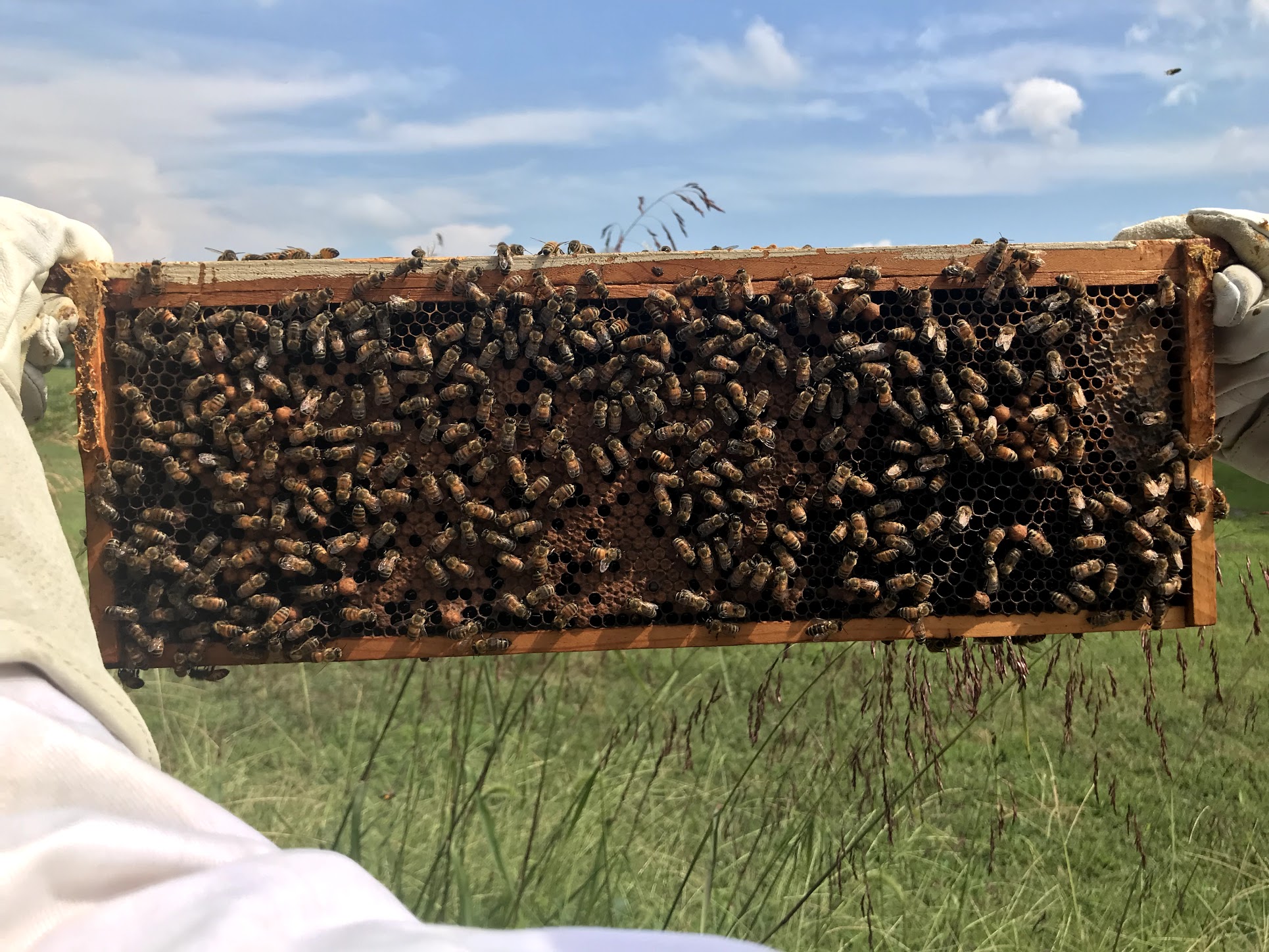 Bee hive insert