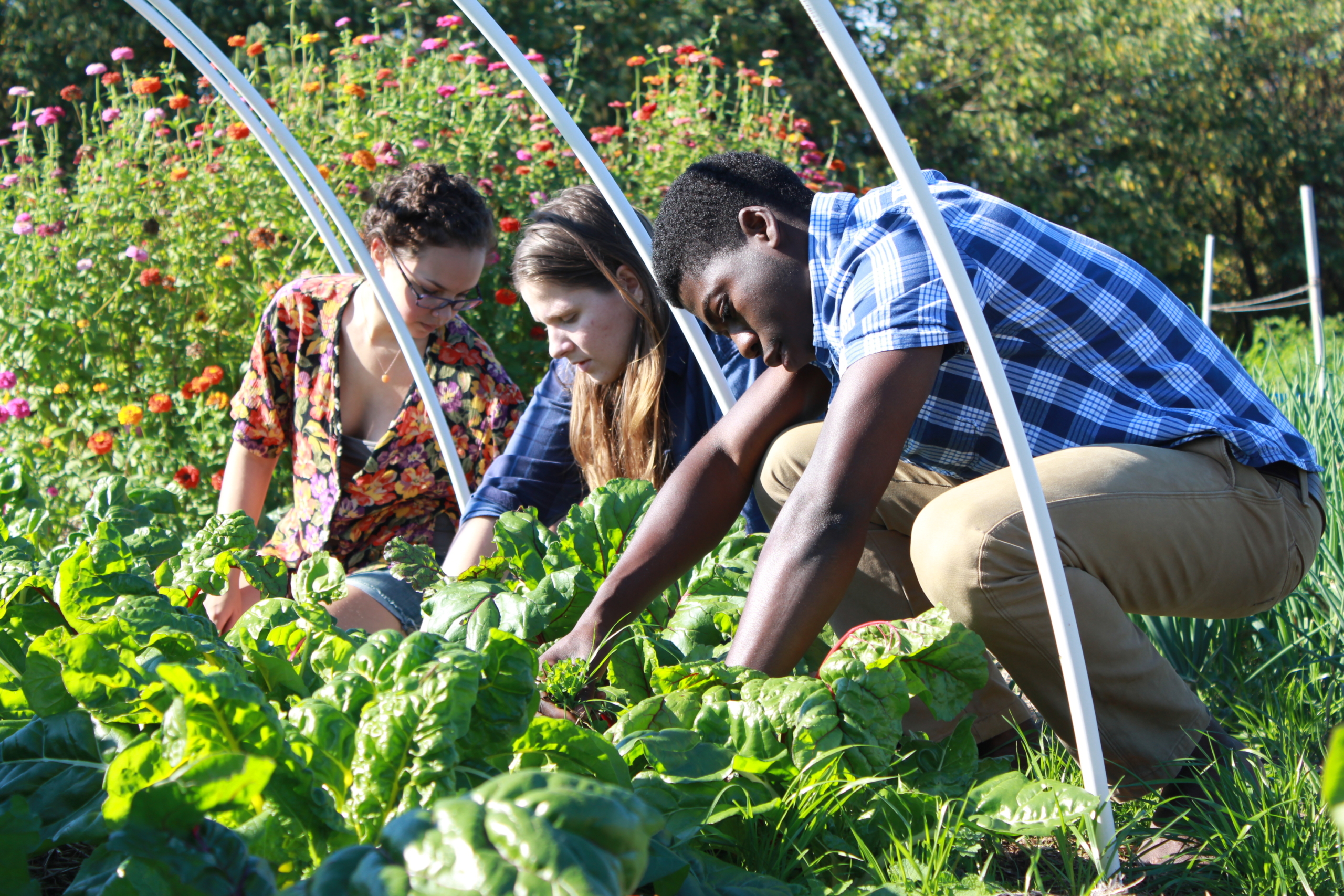 Three people tending to leafy green plants in a garden, surrounded by colorful flowers. They are focused and working under white hoop structures, suggesting a greenhouse or protective covering setup.