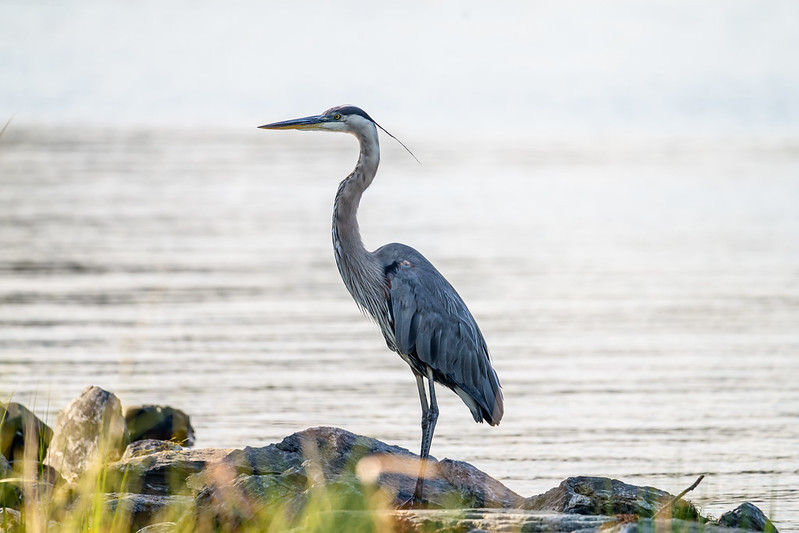 A great blue heron stands on rocks at the edge of a body of water, with a blurred background of water and grass in the foreground.