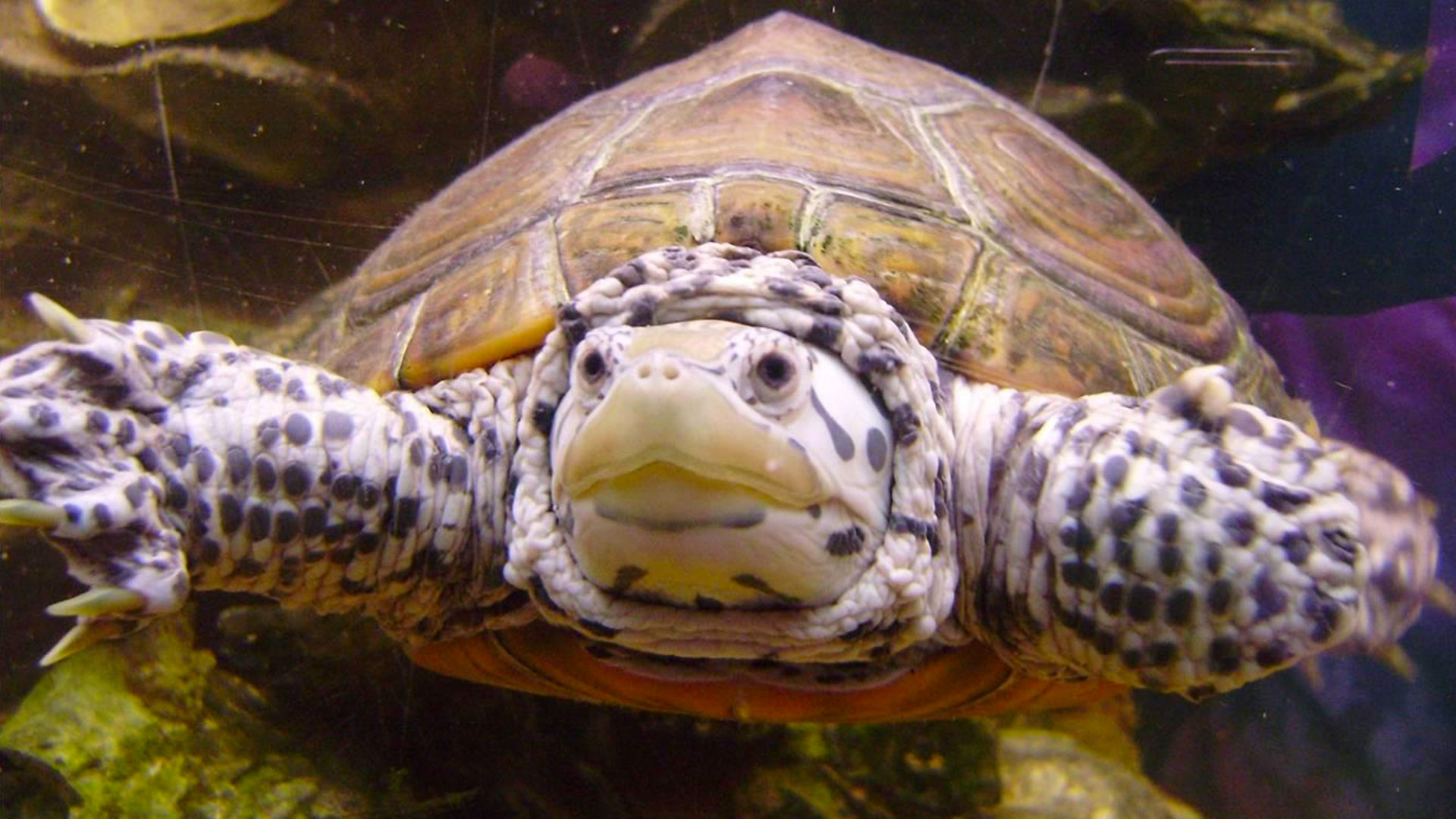 A close-up underwater view of a spotted turtle swimming with its front legs extended toward the camera.