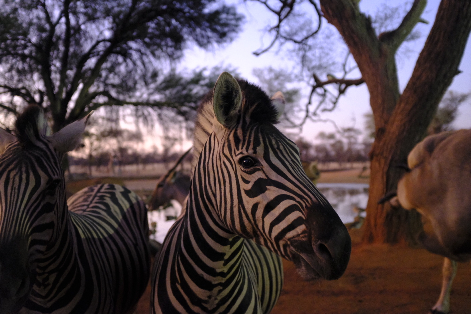 A close-up of a zebra standing outdoors near trees at sunset, with other zebras and an antelope visible in the background.