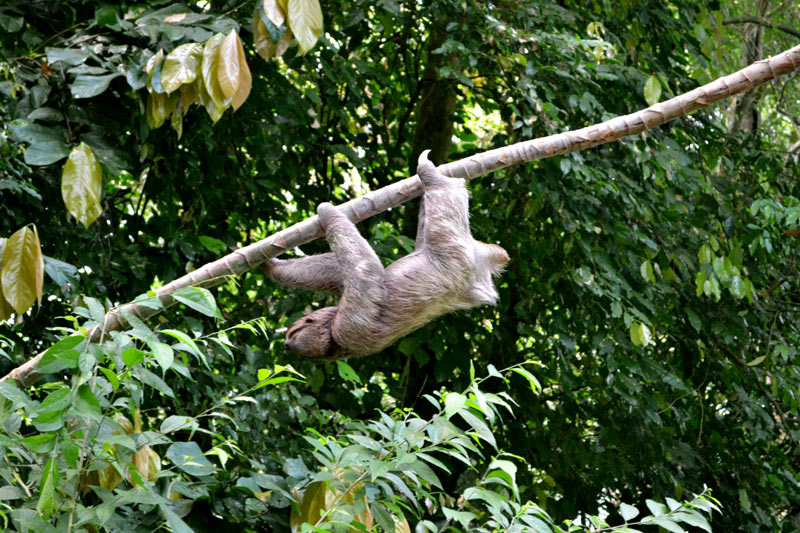 A sloth hangs upside down from a tree branch surrounded by dense green foliage in a tropical forest.