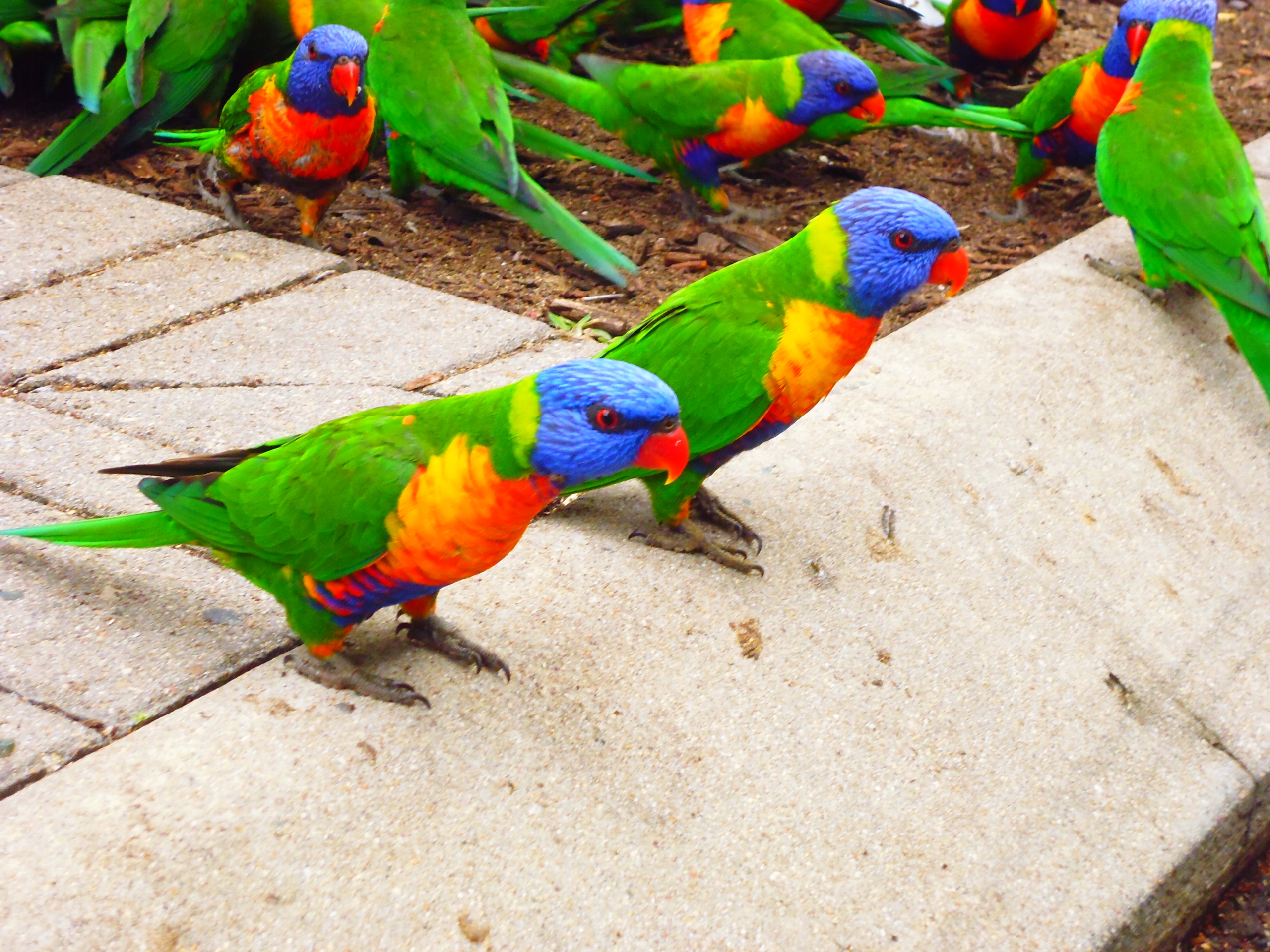 A group of rainbow lorikeets with vibrant green wings, blue heads, and orange chests are gathered on pavement and soil.