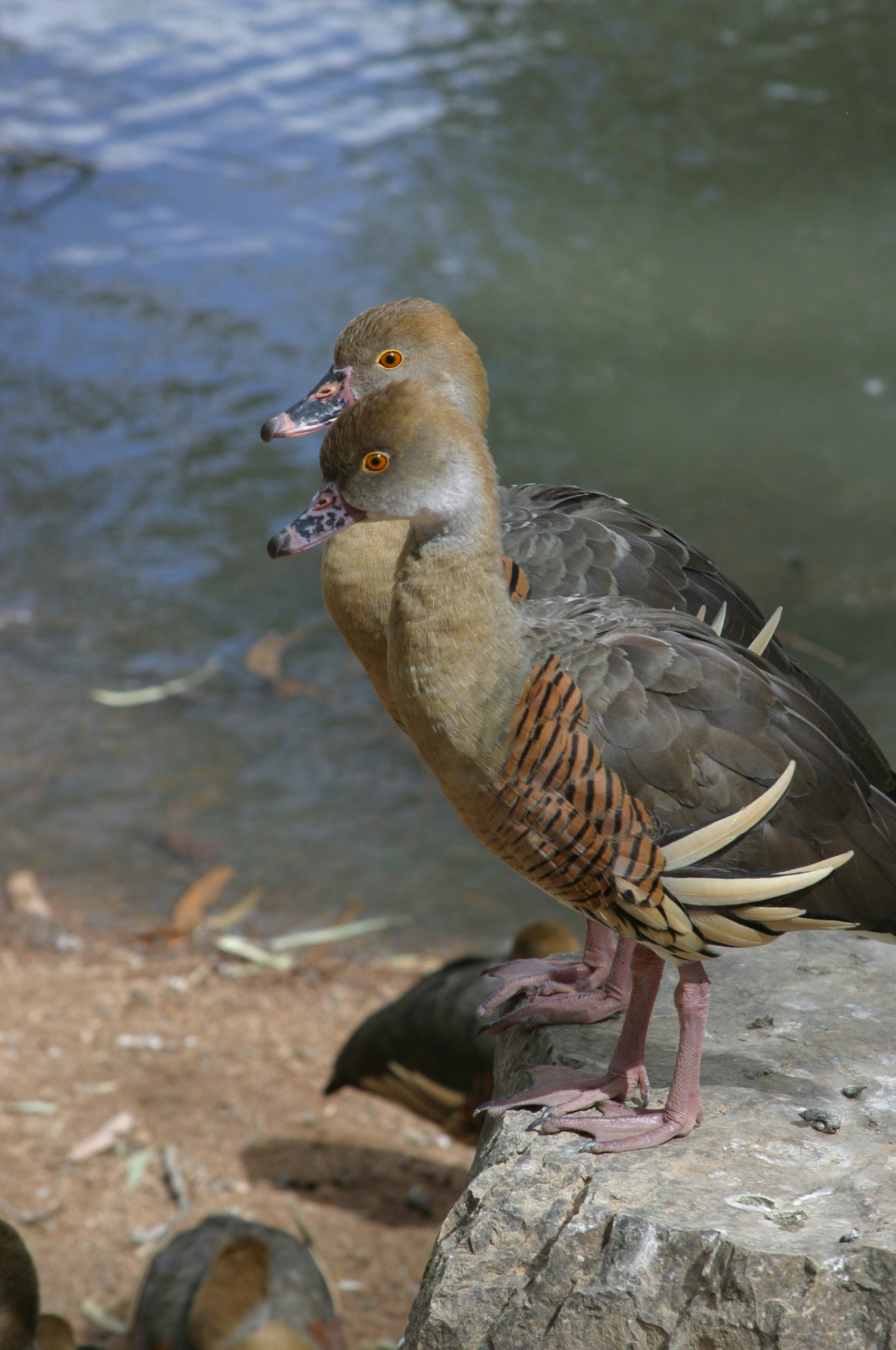 Two ducks with brown and gray plumage and orange eyes stand side by side on a rock near the water's edge.