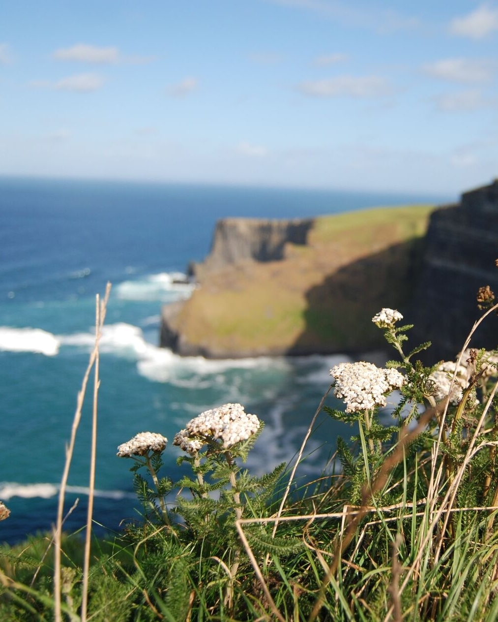 White wildflowers in the foreground overlook steep sea cliffs and blue ocean under a partly cloudy sky.