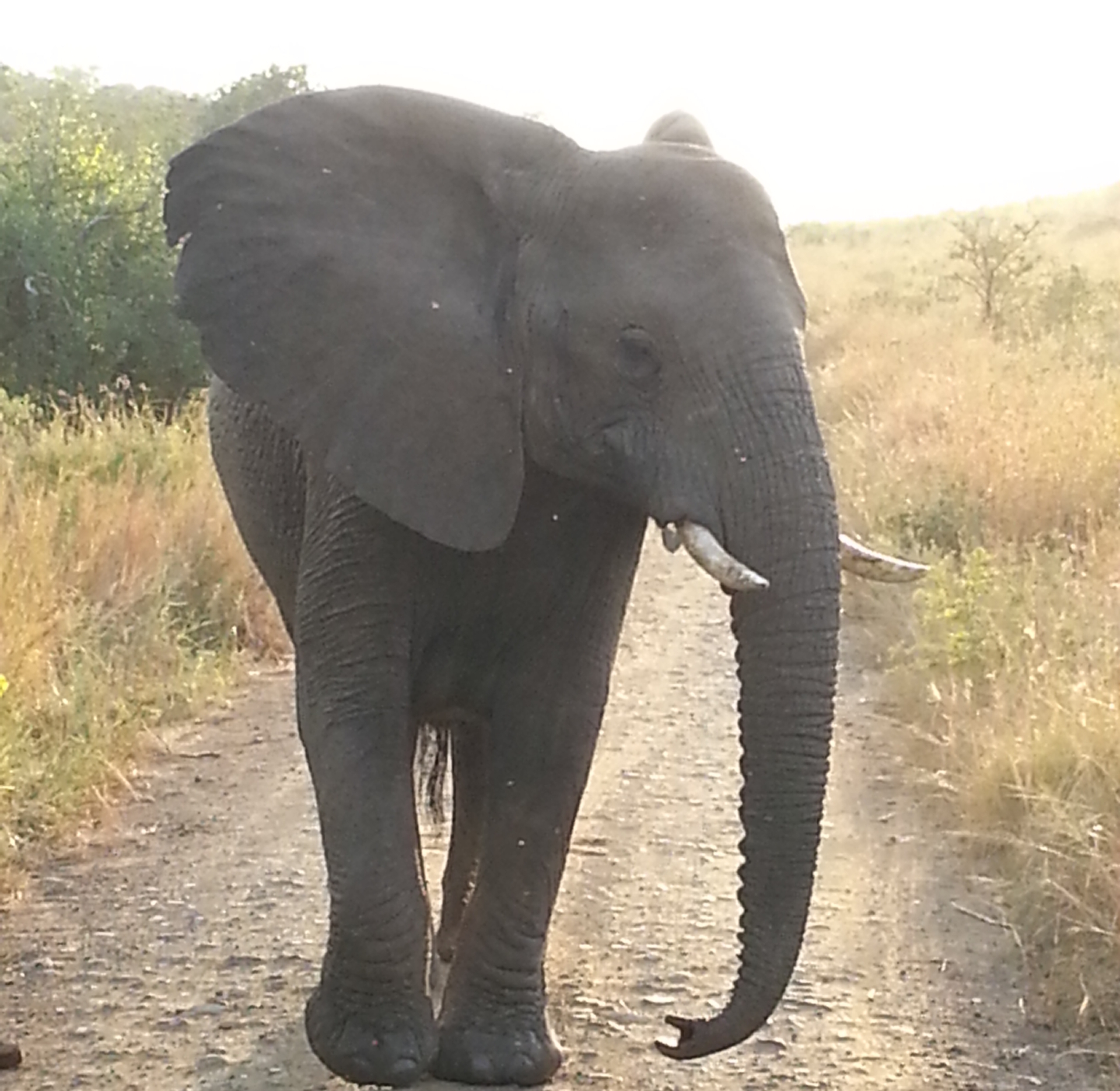 An adult elephant with tusks walks on a dirt path surrounded by dry grass and green bushes in daylight.