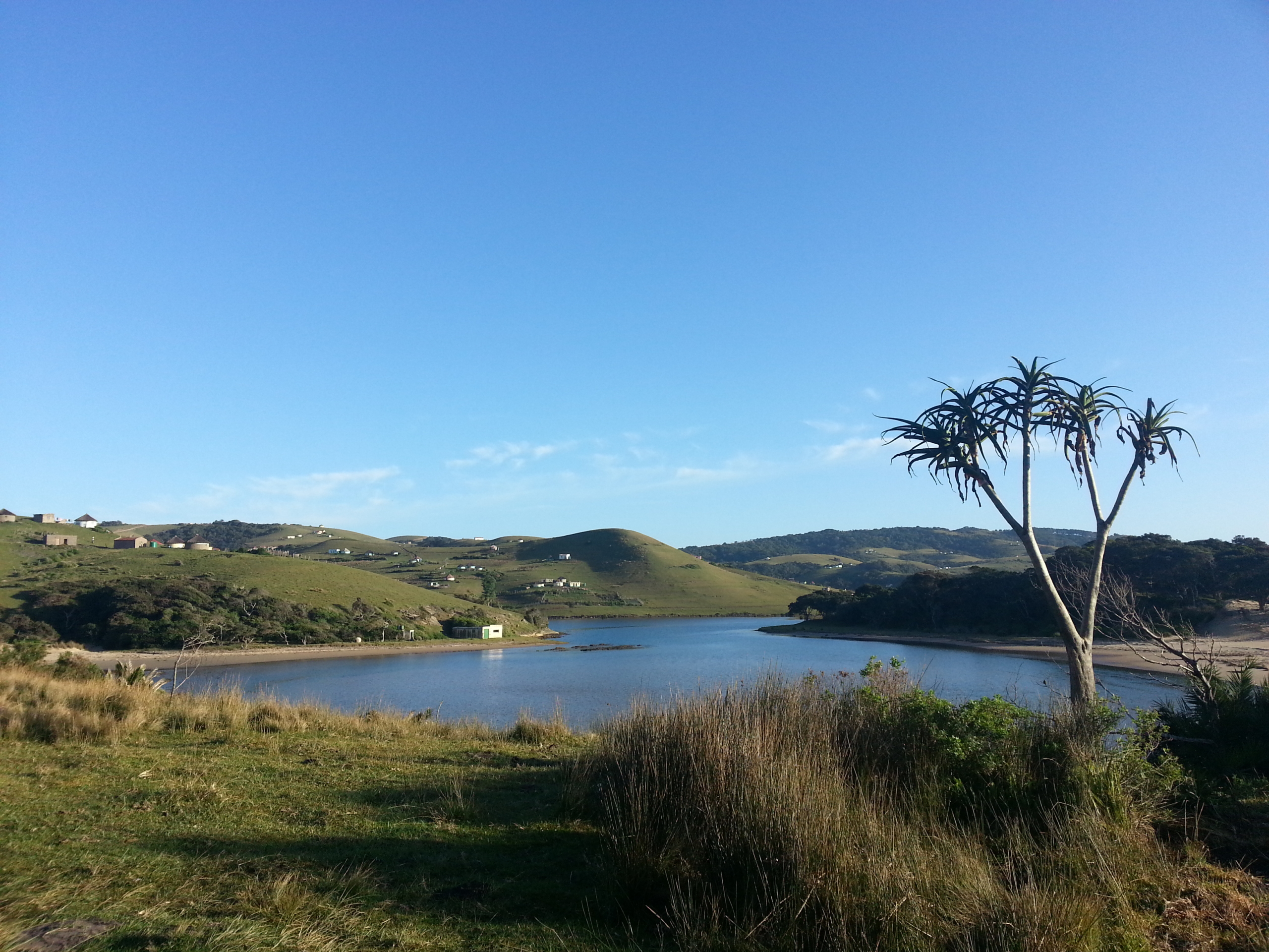 A calm river curves through grassy hills under a clear blue sky, with a single tall aloe tree in the foreground and small houses scattered in the distance.