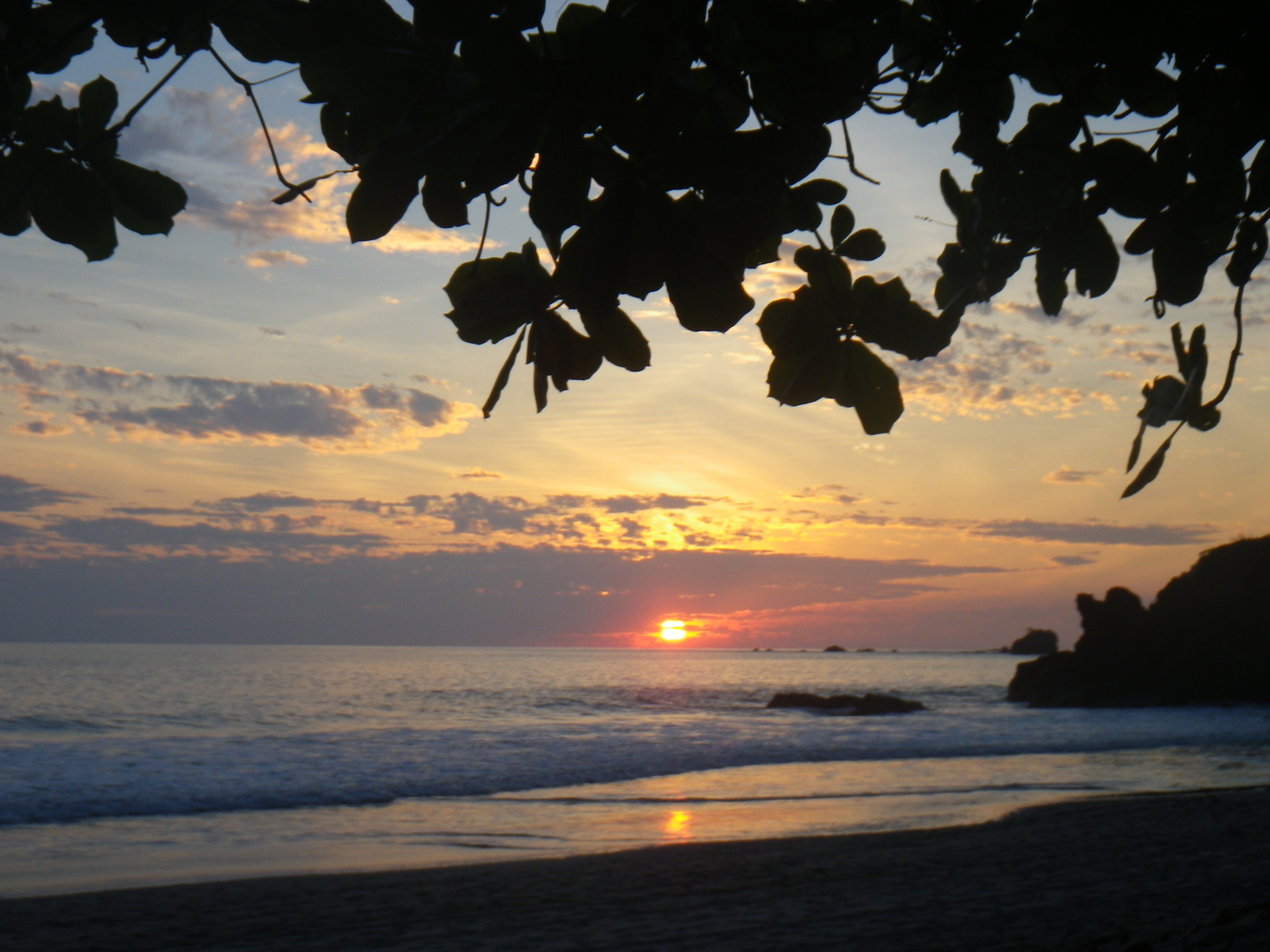 Sun setting over the ocean with scattered clouds, silhouetted leaves in the foreground, and gentle waves on the beach.