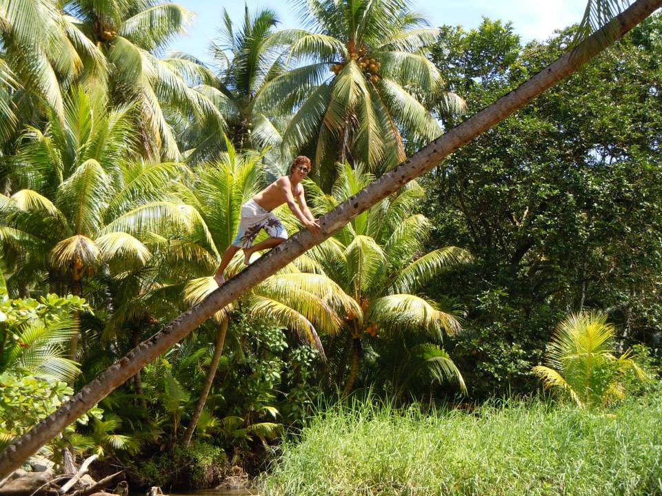 A person climbs a slanted palm tree surrounded by dense tropical vegetation and palm trees under a bright sky.