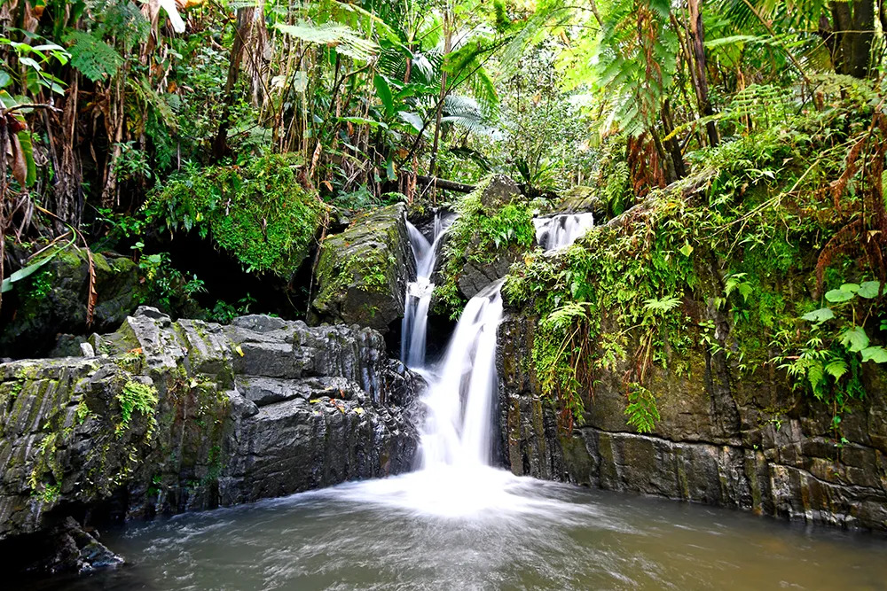 Small waterfall cascading over dark rocks into a clear pool, surrounded by dense green rainforest vegetation.