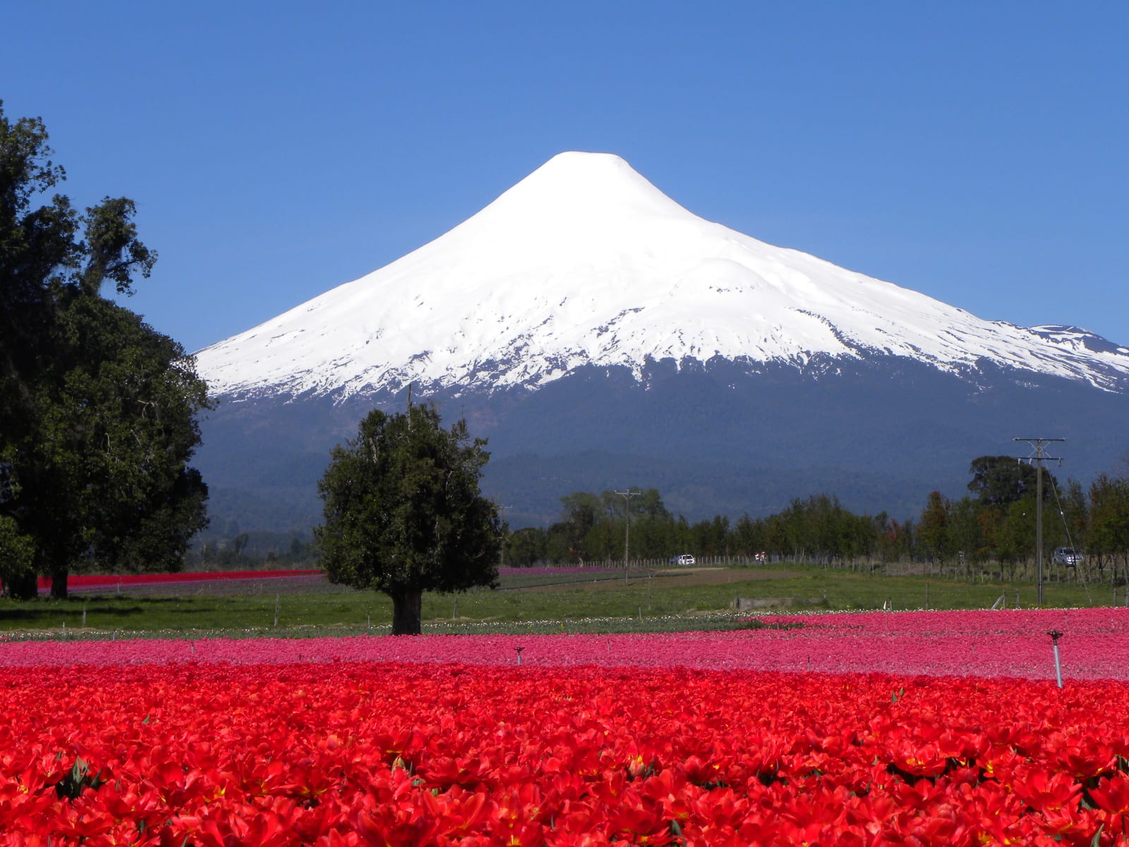 Snow-capped volcano rises in the background behind a field of vibrant red flowers and green trees under a clear blue sky.