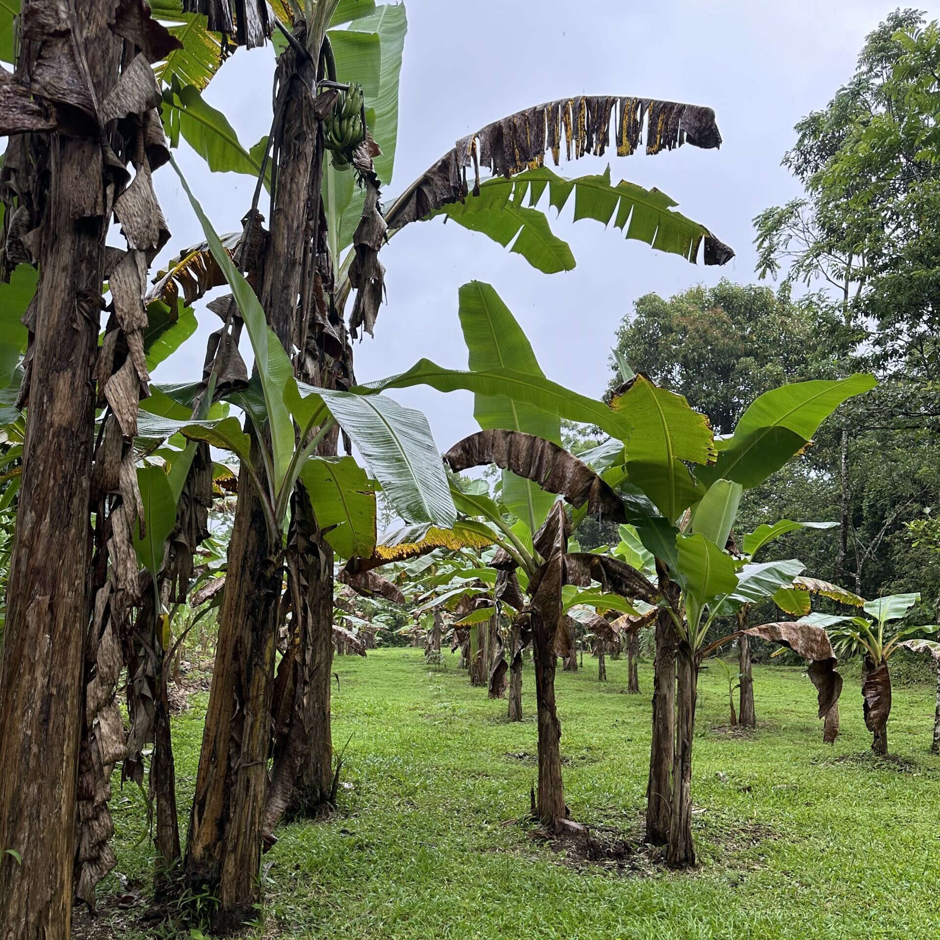 A row of banana trees with green and partially damaged leaves stands on a grassy area under a cloudy sky, surrounded by other trees.