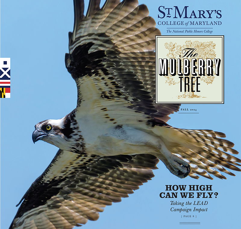 An osprey in flight against a blue sky is featured on the cover of St. Mary’s College of Maryland’s Fall 2024 Mulberry Tree magazine. Text includes “How high can we fly?”.