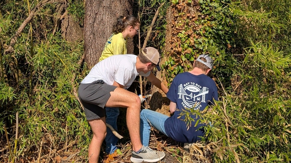 Bay to Bay Service Day Woodland Cleanup, teamwork on a tough vine