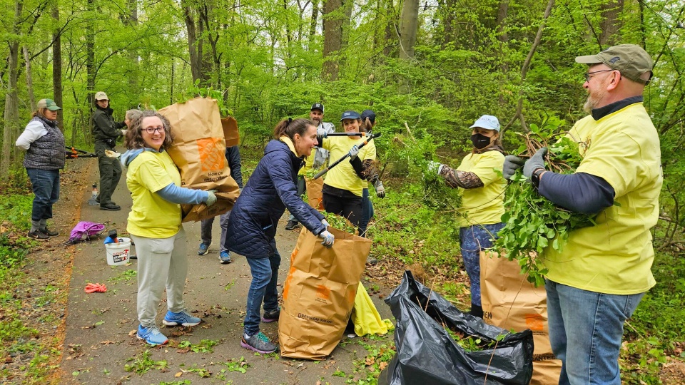 A group of SMCM volunteers in yellow Bay to Bay shirts collect and bag plant debris while working together on a cleanup in a wooded park area.