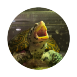 Izzy the Turtle portrait