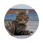 Meatball the Cat portrait
