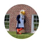 Solomon the Seahawk mascot portrait