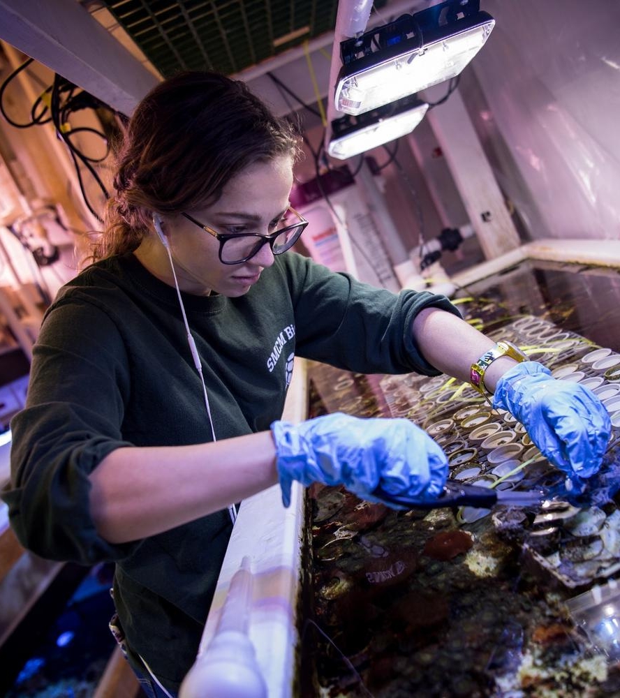 39753795052_057796dc6e_o A person wearing gloves and glasses tends to marine samples in a laboratory aquarium under artificial lighting.