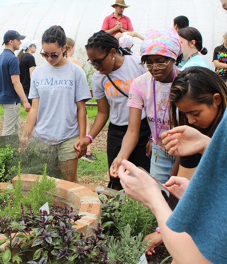 53068252645_85bc80c67c_c A group of people gathers around a garden bed, examining and discussing plants during an outdoor educational activity.