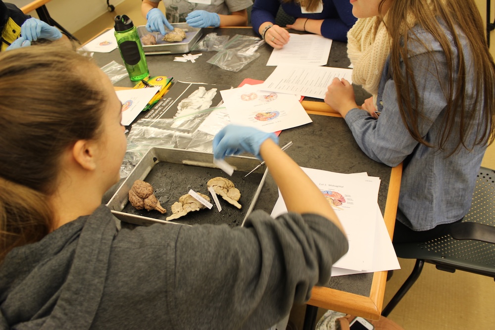 IMG_0834 (1) Students wearing gloves examine brain specimens and study worksheets at a laboratory table.