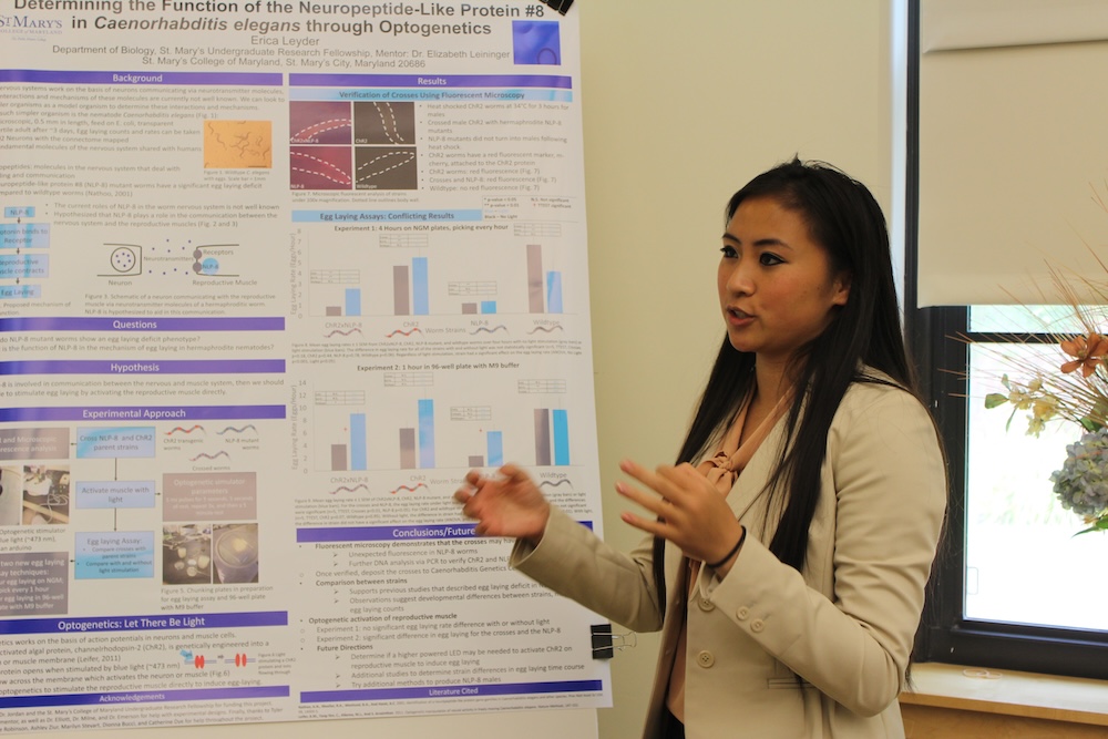 A woman in business attire presents scientific research on a poster titled "Determining the Function of the Neuropeptide-Like Protein #8 in Caenorhabditis elegans through Optogenetics.