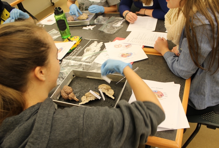 IMG_0834 (1) Students wearing gloves examine and dissect brain specimens at a laboratory table, with worksheets and tools visible.