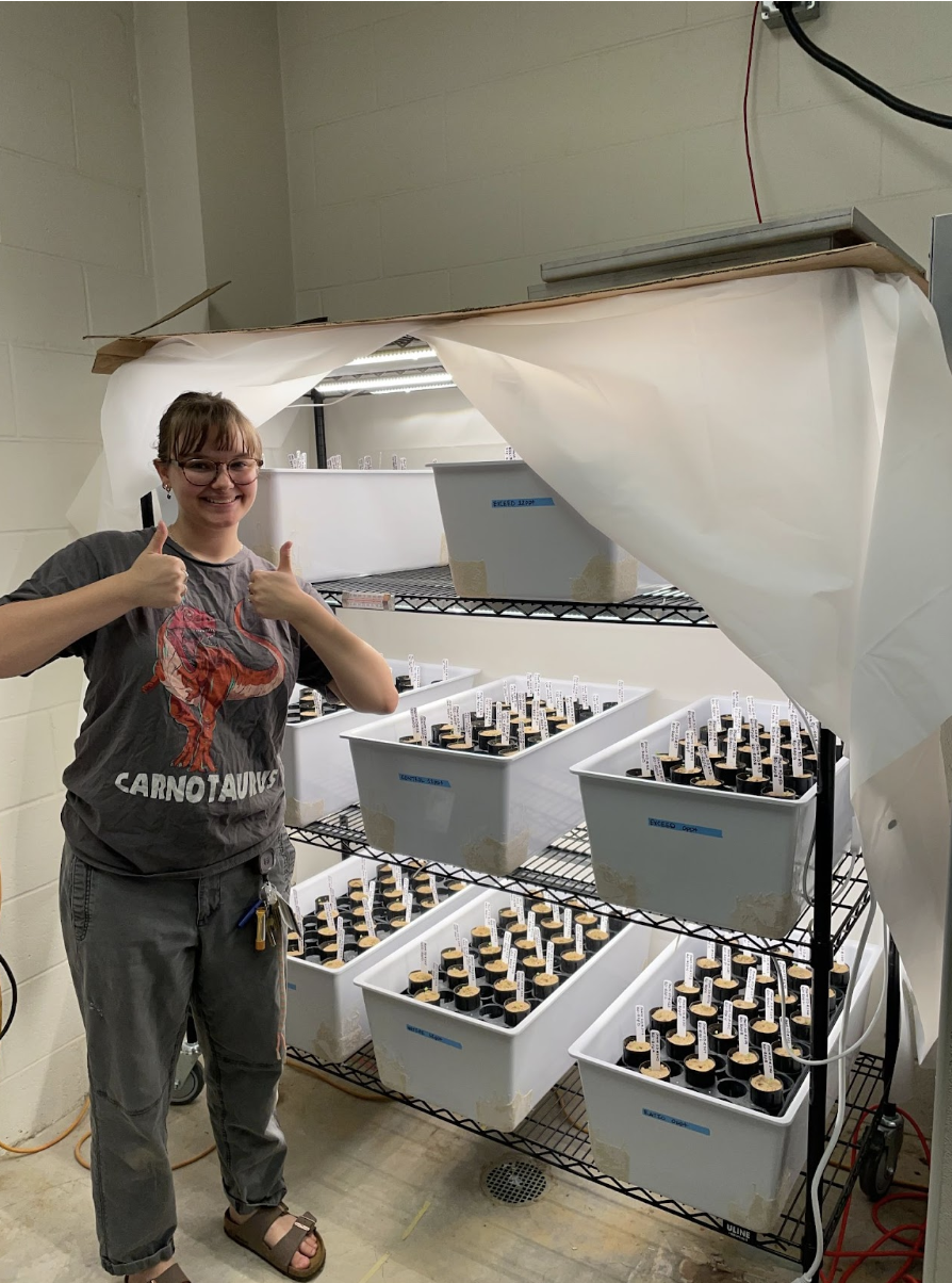 Person standing next to metal shelves with plastic bins containing small tubes under grow lights, giving two thumbs up.