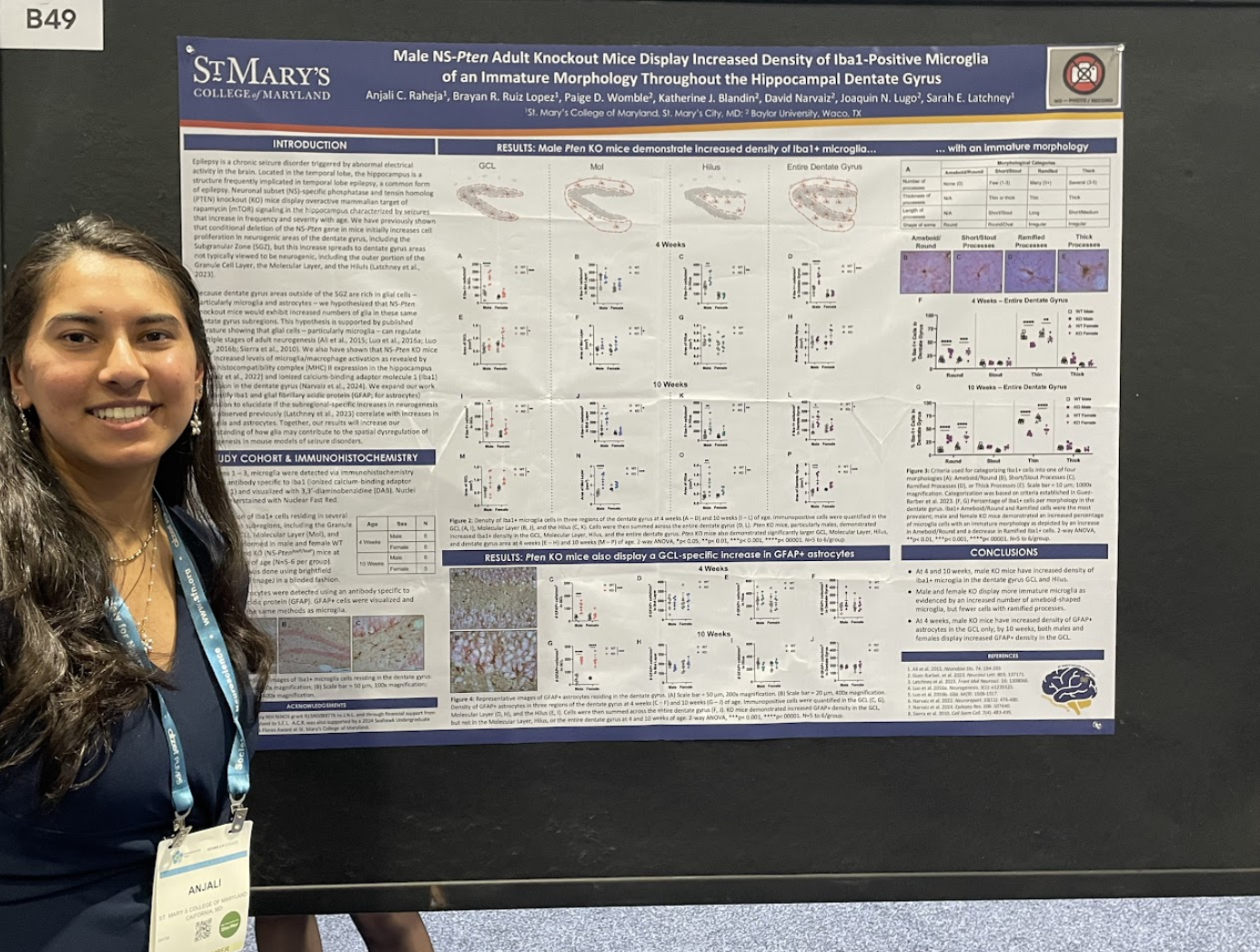 A woman stands next to a scientific research poster about microglia density in mice from St. Mary’s College of Maryland at a conference, with data charts and images displayed.