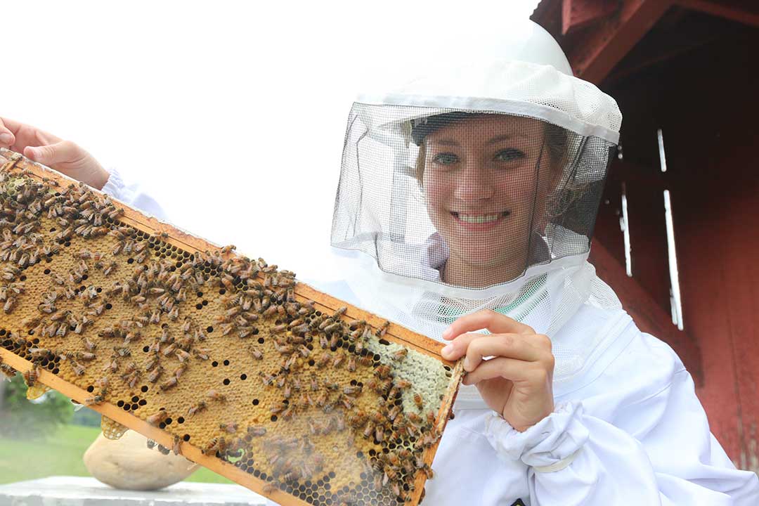 bees
