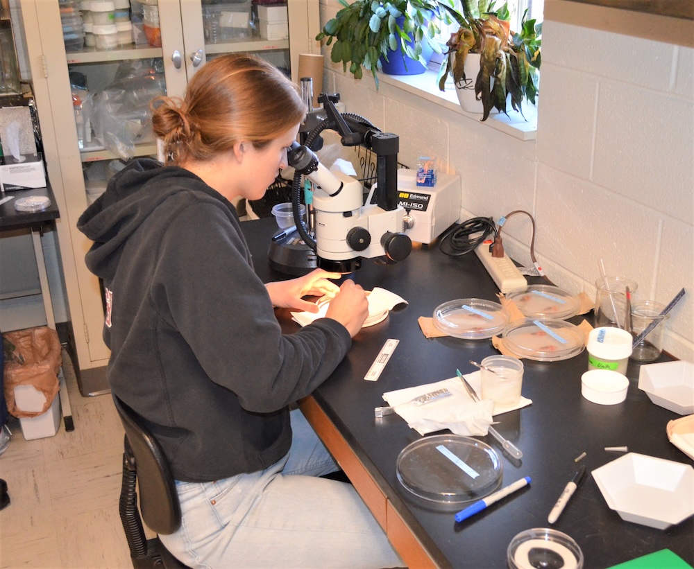 A person sits at a laboratory desk using a microscope, surrounded by petri dishes, lab tools, and scientific equipment.