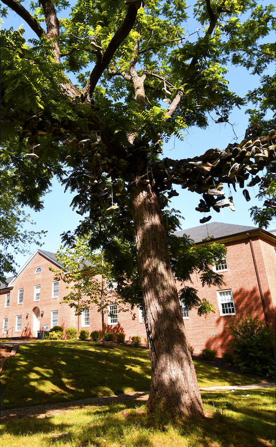 A large tree with numerous pairs of shoes hanging from its branches stands in front of a red brick building on a sunny day, transforming an ordinary scene into one of the everyday wonders.