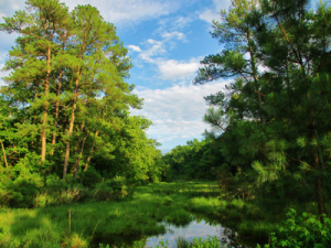 A lush green forest with tall trees surrounds a small, reflective pond under a partly cloudy blue sky. The dense foliage creates a serene and natural atmosphere.