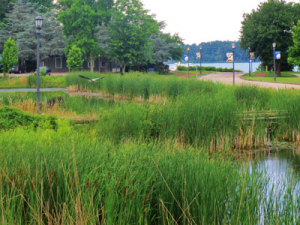 Lush green marshland with tall grasses and a water body in the foreground. In the background, a road lined with street lamps and trees leads to a view of a lake. A bird is flying over the marsh.