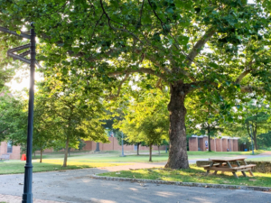 A park area with large leafy trees, a wooden picnic table, a streetlamp, and brick buildings in the background on a sunny day.