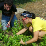 Students farming
