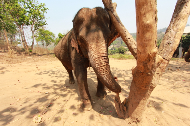 Thailand Study Tour, elephant standing by tree