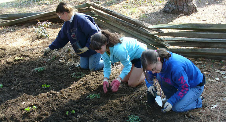 planting healing garden