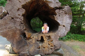 Student laying down in hollow trunk of gargantuan tree.
