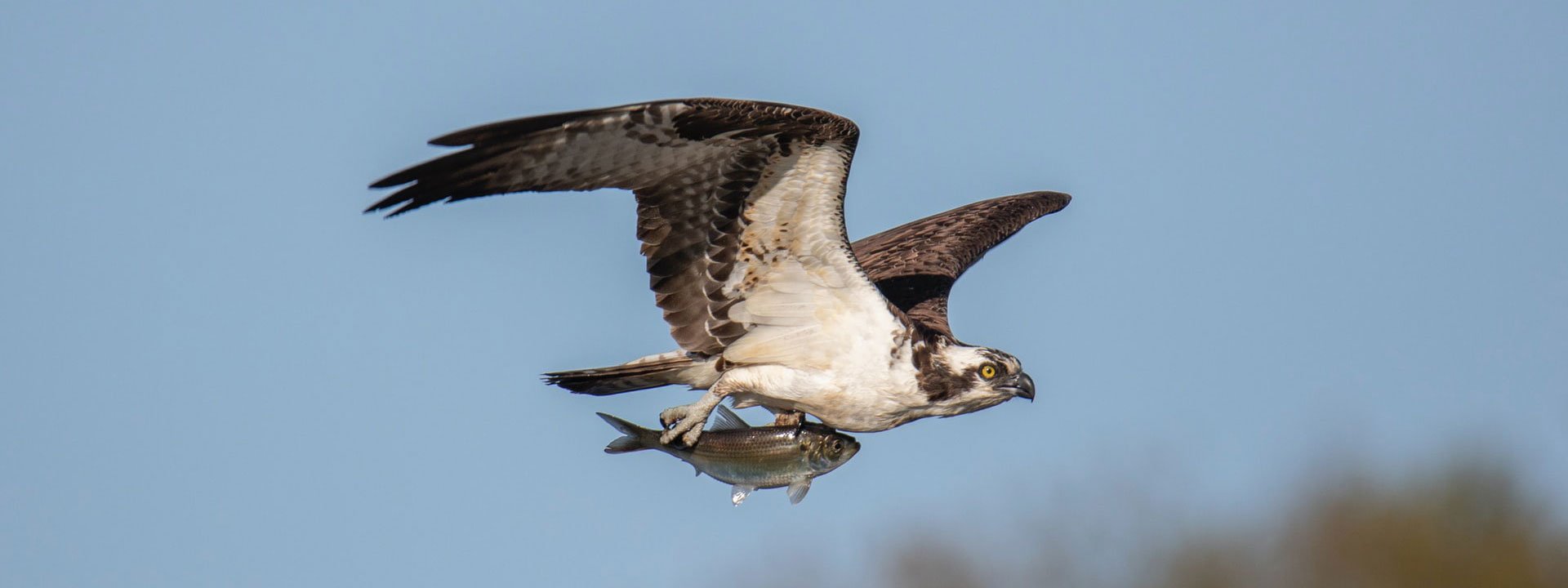 osprey in flight with caught fish photo by Keith Luke on Unsplash