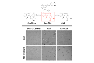 Light activatable azo-combretastatin A4 (Azo-CA4) was synthesized based on the structures of commercial tubulin inhibitors colchicine and combretastatin A4 (CA4). Azo-CA4, activated with a $7 flashlight, was shown to be an effective tubulin inhibitor compared to the dark Azo-CA4 control.