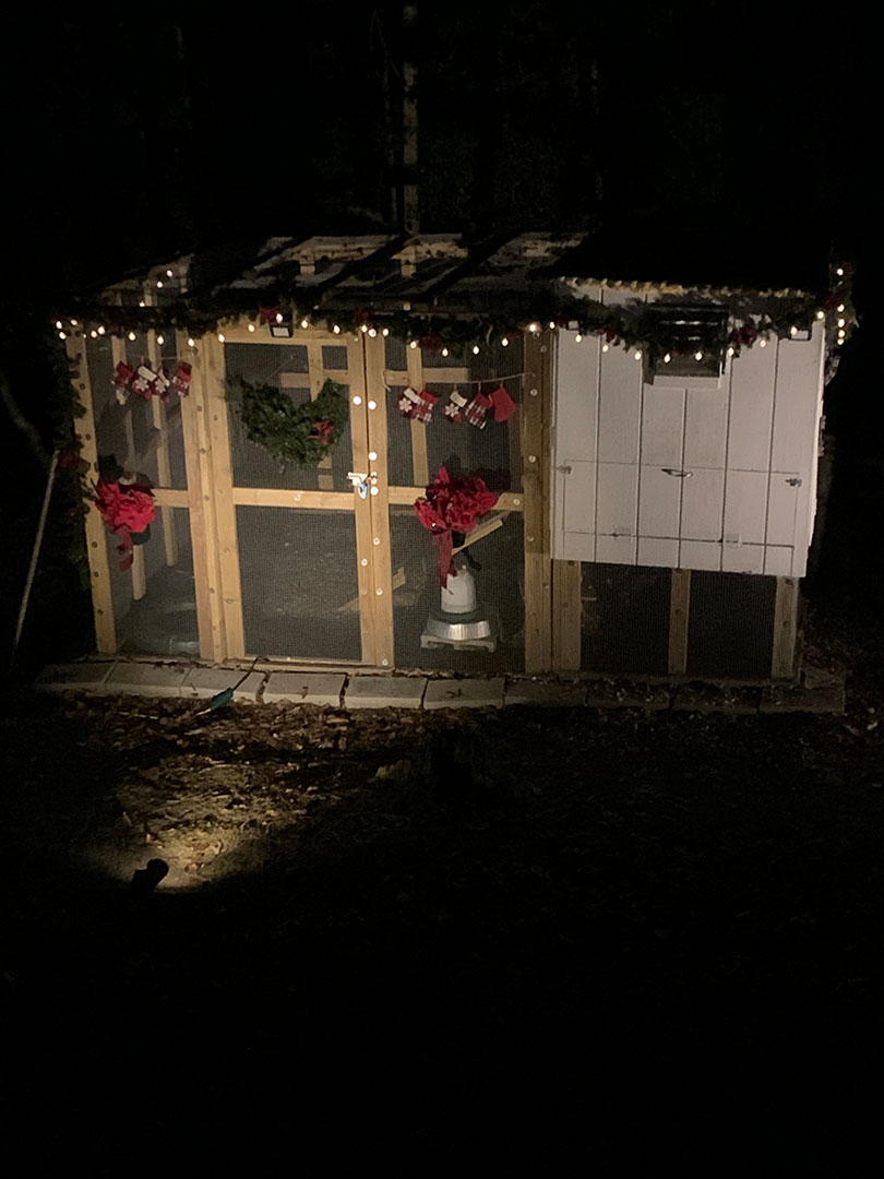 Jeannette Modic - Chicken Coop decorated with garlands, bows, holiday lights, and stockings Jeannette Modic - Chicken Coop decorated with garlands, bows, holiday lights, and stockings