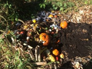 pile of rotten vegetables, pumpkins, and coffee grinds for compost