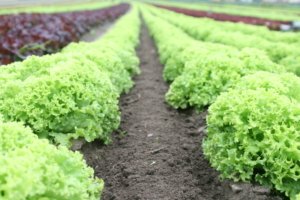 rows of green lettuce in soil at a farm